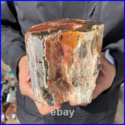 4.6LB Rare RED Natural petrified wood rough Wood fossil mineral specimen healing