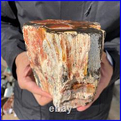 4.6LB Rare RED Natural petrified wood rough Wood fossil mineral specimen healing