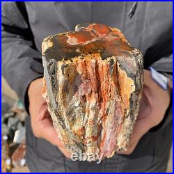 4.6LB Rare RED Natural petrified wood rough Wood fossil mineral specimen healing