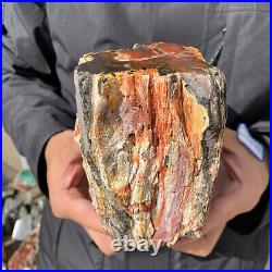 4.6LB Rare RED Natural petrified wood rough Wood fossil mineral specimen healing