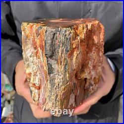 4.6LB Rare RED Natural petrified wood rough Wood fossil mineral specimen healing