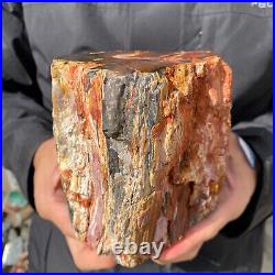 4.6LB Rare RED Natural petrified wood rough Wood fossil mineral specimen healing