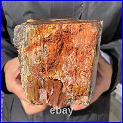 4.6LB Rare RED Natural petrified wood rough Wood fossil mineral specimen healing