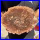 4_6LB_Rare_red_Natural_petrified_wood_rough_Wood_fossil_mineral_specimen_healing_01_koxa