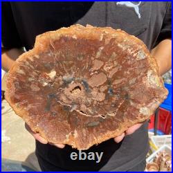 4.6LB Rare red Natural petrified wood rough Wood fossil mineral specimen healing