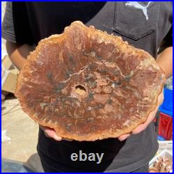4.6LB Rare red Natural petrified wood rough Wood fossil mineral specimen healing