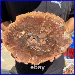 4.6LB Rare red Natural petrified wood rough Wood fossil mineral specimen healing