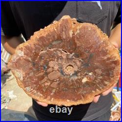 4.6LB Rare red Natural petrified wood rough Wood fossil mineral specimen healing