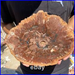 4.6LB Rare red Natural petrified wood rough Wood fossil mineral specimen healing