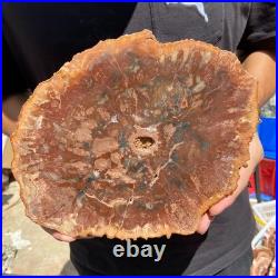 4.6LB Rare red Natural petrified wood rough Wood fossil mineral specimen healing