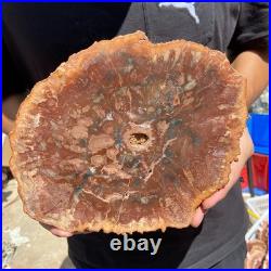 4.6LB Rare red Natural petrified wood rough Wood fossil mineral specimen healing