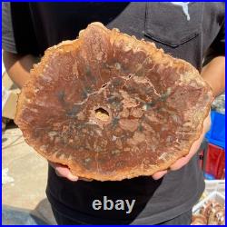 4.6LB Rare red Natural petrified wood rough Wood fossil mineral specimen healing