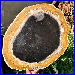 4.7LB Large Natural Petrified Wood Crystal Fossil Slice Shape Specimen Healing