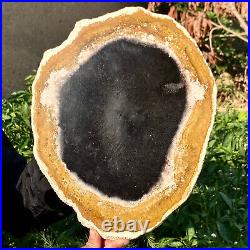 4.7LB Large Natural Petrified Wood Crystal Fossil Slice Shape Specimen Healing