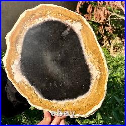 4.7LB Large Natural Petrified Wood Crystal Fossil Slice Shape Specimen Healing