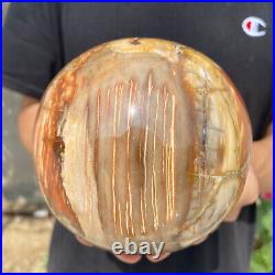 4.7lb Natural Petrified Wood fossil Quartz sphere Crystal Ball specimen Healing