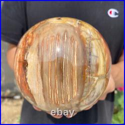 4.7lb Natural Petrified Wood fossil Quartz sphere Crystal Ball specimen Healing