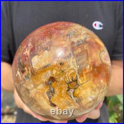 4.7lb Natural Petrified Wood fossil Quartz sphere Crystal Ball specimen Healing