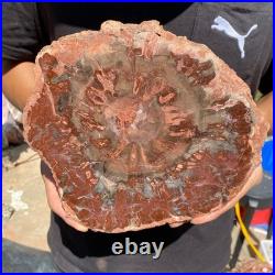 4.8LB Rare red Natural petrified wood rough Wood fossil mineral specimen healing