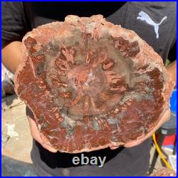 4.8LB Rare red Natural petrified wood rough Wood fossil mineral specimen healing