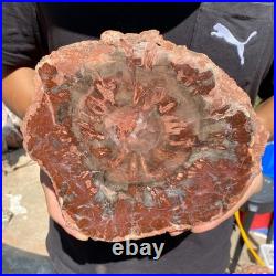 4.8LB Rare red Natural petrified wood rough Wood fossil mineral specimen healing