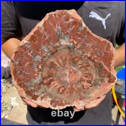 4.8LB Rare red Natural petrified wood rough Wood fossil mineral specimen healing