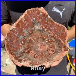 4.8LB Rare red Natural petrified wood rough Wood fossil mineral specimen healing