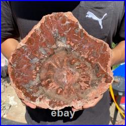 4.8LB Rare red Natural petrified wood rough Wood fossil mineral specimen healing