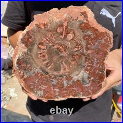 4.8LB Rare red Natural petrified wood rough Wood fossil mineral specimen healing
