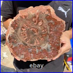 4.8LB Rare red Natural petrified wood rough Wood fossil mineral specimen healing