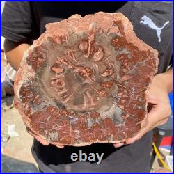 4.8LB Rare red Natural petrified wood rough Wood fossil mineral specimen healing