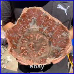 4.8LB Rare red Natural petrified wood rough Wood fossil mineral specimen healing