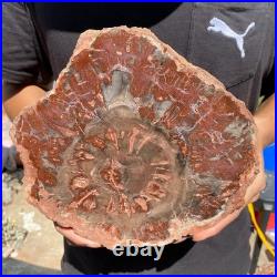 4.8LB Rare red Natural petrified wood rough Wood fossil mineral specimen healing