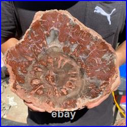 4.8LB Rare red Natural petrified wood rough Wood fossil mineral specimen healing