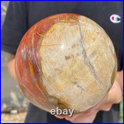 4.8lb Natural Petrified Wood fossil Quartz sphere Crystal Ball specimen Healing