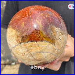 4.8lb Natural Petrified Wood fossil Quartz sphere Crystal Ball specimen Healing