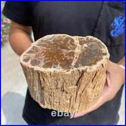 4.9lb Rare Natural petrified wood rough Wood fossil mineral specimen healing 4.9lb Rare Natural petrified wood rough Wood fossil mineral specimen healing