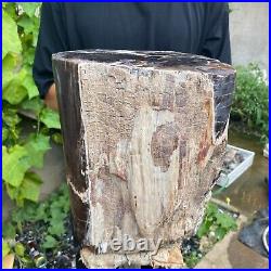 50lb Rare Natural petrified wood rough Wood fossil mineral specimen healing