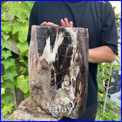 50lb Rare Natural petrified wood rough Wood fossil mineral specimen healing 50lb Rare Natural petrified wood rough Wood fossil mineral specimen healing