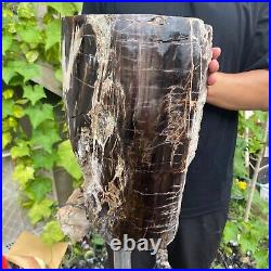50lb Rare Natural petrified wood rough Wood fossil mineral specimen healing 50lb Rare Natural petrified wood rough Wood fossil mineral specimen healing