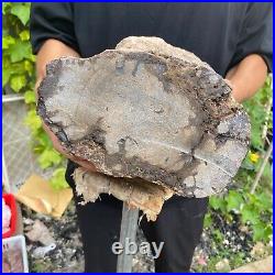 50lb Rare Natural petrified wood rough Wood fossil mineral specimen healing