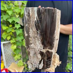50lb Rare Natural petrified wood rough Wood fossil mineral specimen healing 50lb Rare Natural petrified wood rough Wood fossil mineral specimen healing