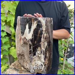 50lb Rare Natural petrified wood rough Wood fossil mineral specimen healing