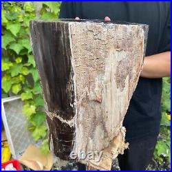50lb Rare Natural petrified wood rough Wood fossil mineral specimen healing 50lb Rare Natural petrified wood rough Wood fossil mineral specimen healing