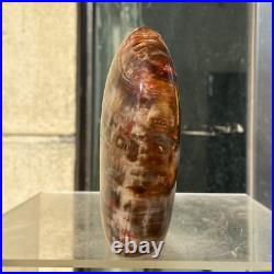 510g Natural Fossil Petrified Wood Polished Freeform Crystal Mineral Healing