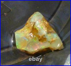 53.5 carats Virgin Valley Precious Opal Petrified Wood Nevada 23mm