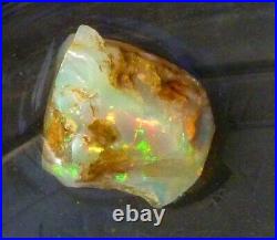 53.5 carats Virgin Valley Precious Opal Petrified Wood Nevada 23mm
