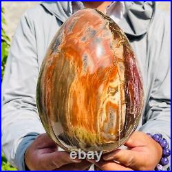 5730g Large Natural Red Petrified Wood Fossil Crystal Egg Specimen