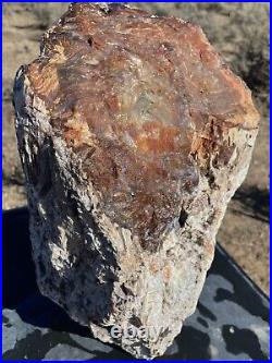 57lbs! Wow! Massive Completely Agatized with Opalized Bark Petrified Wood Limb