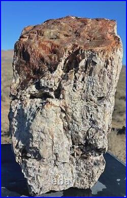 57lbs! Wow! Massive Completely Agatized with Opalized Bark Petrified Wood Limb